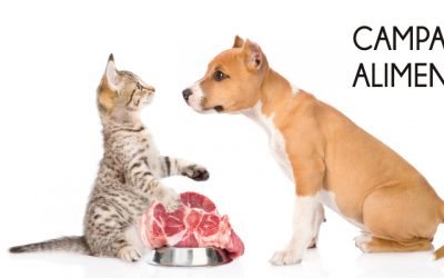 Campaña de Alimentación 2019