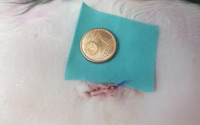 Cirugía de mínima invasión: la mejor alternativa quirúrgica para tu mascota