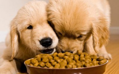 Consejos de alimentación para un perro cachorro