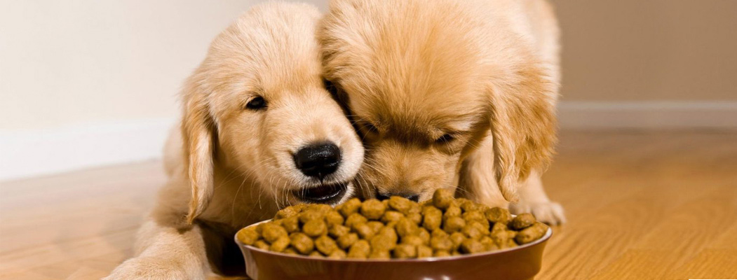 veterinario cuenca alimentacion perros cachorros