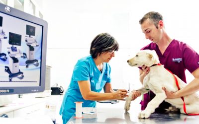 Natividad Montoya, de Clínica Veterinaria Zarpa, ha aparecido en el medio digital Voces de Cuenca