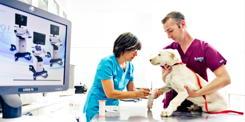 Natividad Montoya, de Clínica Veterinaria Zarpa, ha aparecido en el medio digital Voces de Cuenca