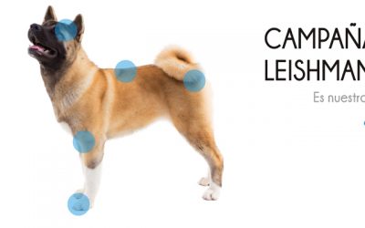 Campaña de salud contra la leishmaniosis 2019-2020