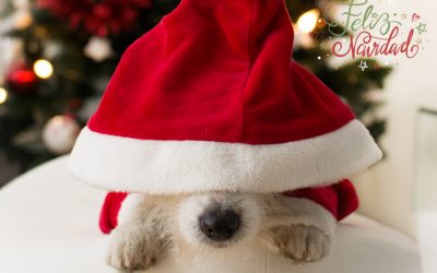 ¡Felicies Fiestas y Próspero Año Nuevo!