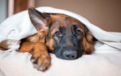 Consejos para cuidar a tu perro en invierno