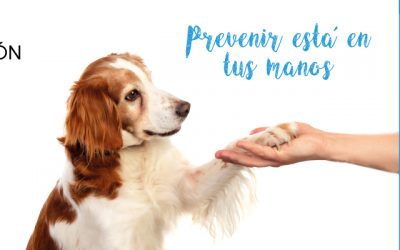 Campaña de esterilización: Prevenir está en tus manos
