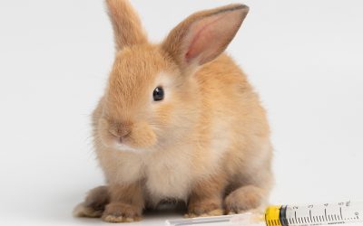 Vacunas esenciales para conejos: mixomatosis y enfermedad vírica hemorrágica