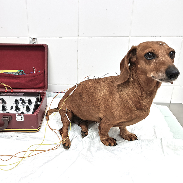 Electroacupuntura veterinaria para perros