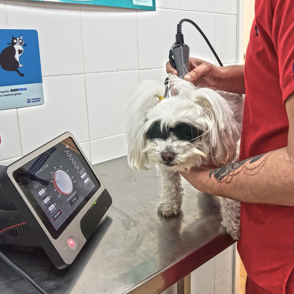 Láser terapéutico veterinario en Cuenca