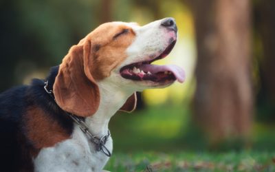 5 falsos mitos sobre perros que no conocías