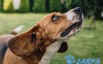 Síntomas de estrés en perros y cómo ayudarlos a superarlo