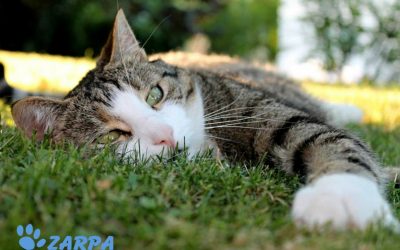 6 claves para que tu gato no pase calor en verano