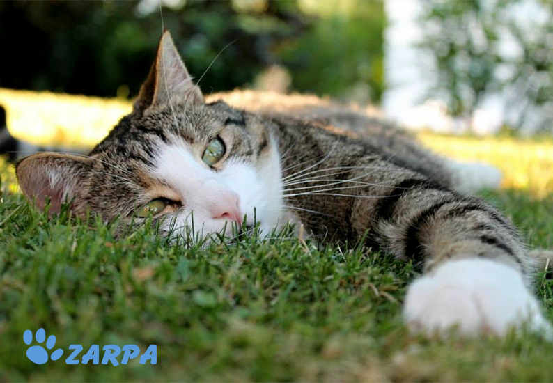 Gato tumbado sobre la hierba en un caluroso día de verano