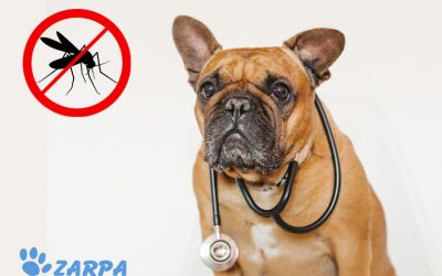 Leishmaniosis: causas, síntomas y prevención