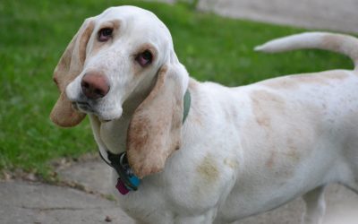 Diabetes en perros: síntomas, causas y tratamiento