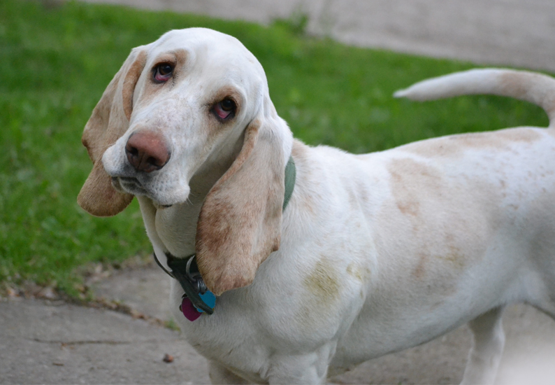 Diabetes en perros: síntomas, causas y tratamiento