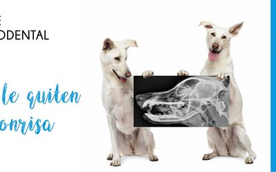 Campaña de Salud Bucodental 2020