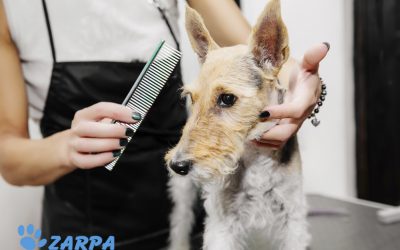 Qué es el stripping, la técnica de peluquería ideal para perros de pelo duro