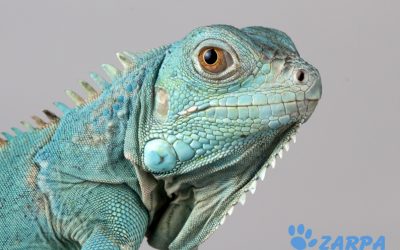 7 cuidados básicos para tu iguana