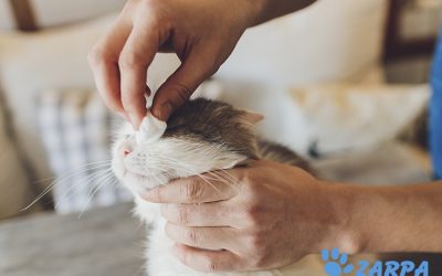 Cómo limpiarle los ojos a tu gato