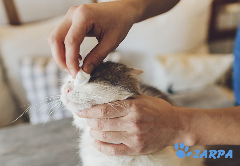 deseo carga Turbina Cómo limpiarle los ojos a tu gato | Clínica Veterinaria Zarpa