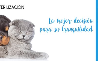 Campaña de Esterilización Preventiva 2021