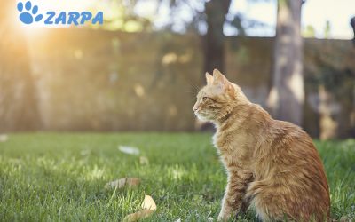 CURIOSIDADES SOBRE GATOS