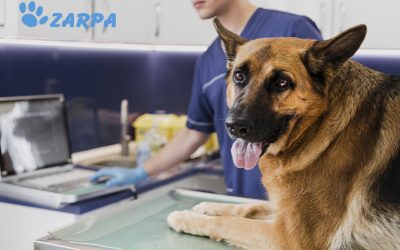 Vacuna a tu mascota contra la leishmaniosis y protege a toda tu familia