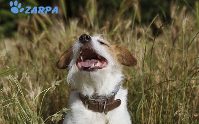 ¿Cómo actuar si tu perro se clava una espiga?