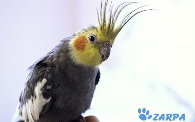 Ninfas o carolinas: cuidados básicos para que estén sanas y felices