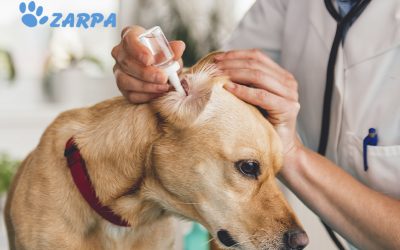 Otitis en perros: síntomas, causas y tratamiento