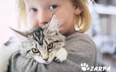 ¿Cómo reducir el estrés de mi gato? Consejos y recomendaciones