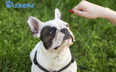 Consejos para educar a tu perro