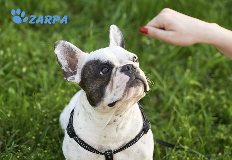 gritar Evaluable aburrido Consejos para educar a tu perro | Clínica Veterinaria Zarpa