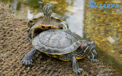 ¿Cómo se reproducen las tortugas domésticas?