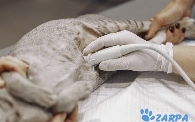 El tumor de mama en gatos: diagnóstico y tratamiento