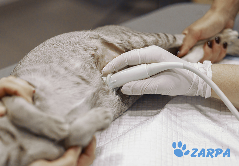 El tumor de mama en gatos: diagnóstico y tratamiento
