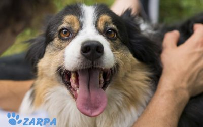 La adopción de una mascota de forma responsable