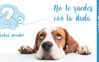 Campaña de prevención de Leishmaniosis