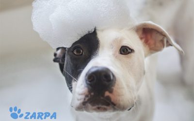 ¿Cada cuánto tiempo tengo que bañar a mi perro?