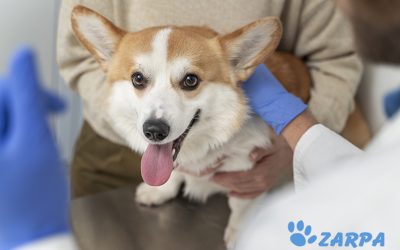 Vacunas obligatorias y necesarias para perros