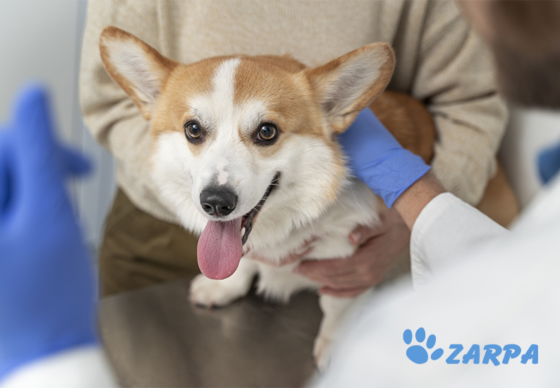 Vacunas obligatorias y necesarias para perros