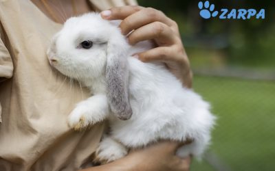 Muda de pelo en conejos