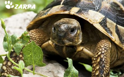 Infección ocular en tortugas: causas, síntomas y tratamiento