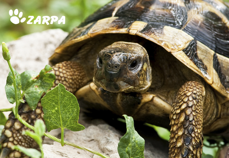 Infección ocular en tortugas: causas, síntomas y tratamiento