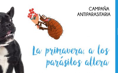 Campaña Antiparasitaria 2022: Hasta un 20% de descuento en antiparasitarios