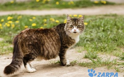 Cómo cuidar a una gata embarazada