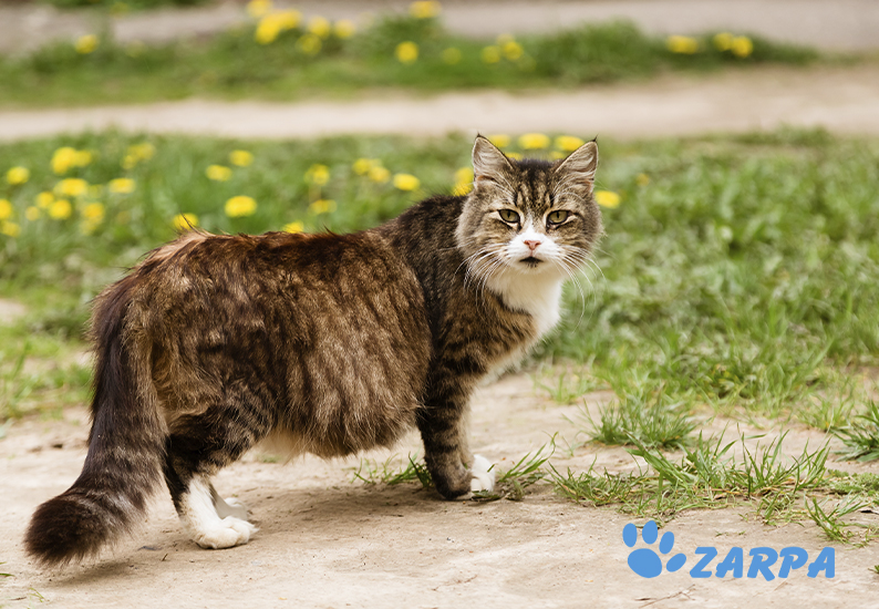 gata embarazada