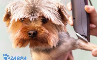 Peligros de rapar a tu perro en verano