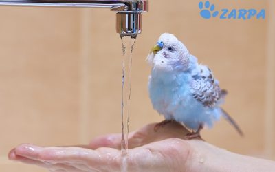 Deshidratación en pájaros: cómo saber si tu pájaro está deshidratado